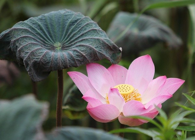 lotus, flower, plant, beautiful flowers, flower background, pink lotus, pink flower, lotus leaf, flower wallpaper, aquatic plant, bloom, nature